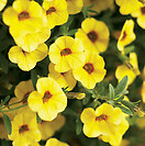 Calibrachoa Superbells Saffron 