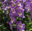 Angelonia Archangel Purple 