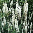 Actaea racemosa 