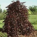 Fagus sylvatica `purple fountain` 