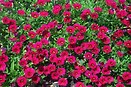 Calibrachoa Red 