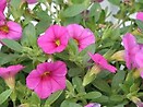 Calibrachoa Superbells Pink 