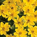 Bidens Goldilocks Rocks 