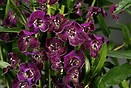 Angelonia Angelface Dark Violet 