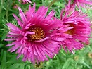 Aster novae-angliae andenken an alma potschke 