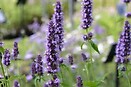 Agastache black adder 