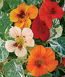 Nasturtium Alaska Mix 