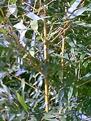 Bamboo PHYLLO AUREA (RUN) 