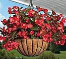 Begonia Big Red Bronze Leaf 