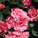 Azalea bloomathon `pink` 