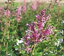 Syringa x `bloomerang purple` 