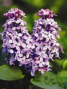 Syringa vul. `prairie petite` 