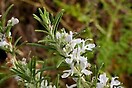 Rosemary Officinalis 