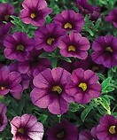 Calibrachoa Superbells Plum 