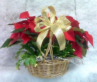 Poinsettia basket