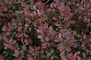 Berberis t royal burgundy 