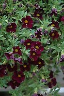 Calibrachoa Can Can Dark Purple 