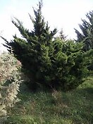 Juniperus c mint julep r 