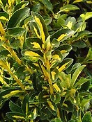 Euonymus j aureovariegatus 