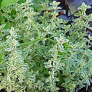 Thyme Silver 