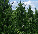 Juniperus c hetzii column 