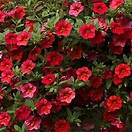 Calibrachoa Callie Coral Scarlet Red 