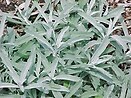 Artemisia ludoviciana silver king 