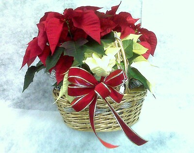 Mixed poinsettia basket