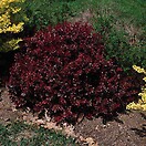 Berberis t crimson pygmy 