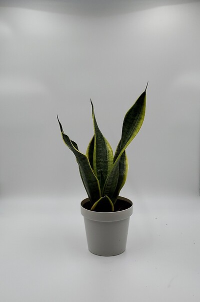 Snake plant