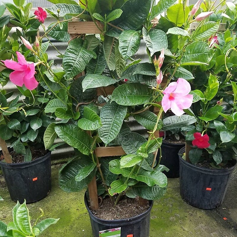 88 arranged by a florist in Wantagh, NY USA Abby's Parkside Nursery