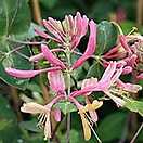 Lonicera x goldflame 