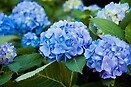 Hydrangea `endless summer` forced 