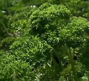 Parsley Curly 