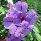 Calibrachoa Mini Famous Double Amethyst 