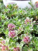 Thyme Pink Chintz 