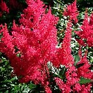 Astilbe montgomery 