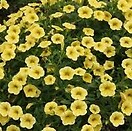 Calibrachoa Callie Coral Deep Yellow 