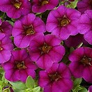 Calibrachoa Purple Glow 