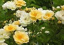 Rosa clim 'golden showers'