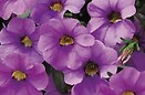 Calibrachoa Mini Famous Lavender Blue 