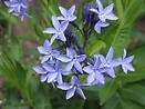 Amsonia blue ice 