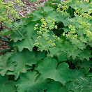 Alchemilla erythropoda 