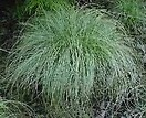 Carex comans frosted curls 