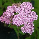 Achillea millefolium 'Appleblossom'