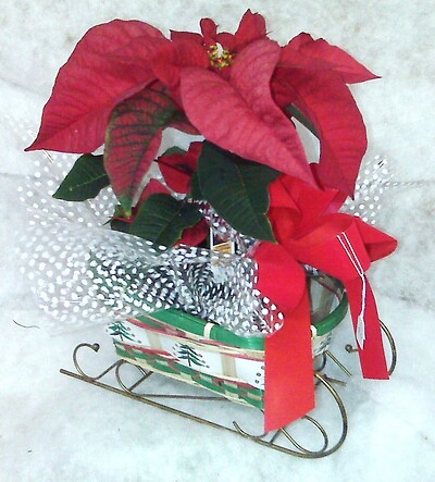 Poinsettia in sled