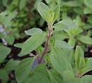 Oregano Greek 