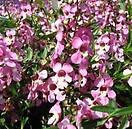 Angelonia Angelmist Pink 