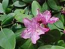 Rhododendron cat. `english roseum` 