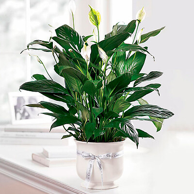 Peace Lily Planter